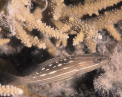 Anyperodon leucogrammicus