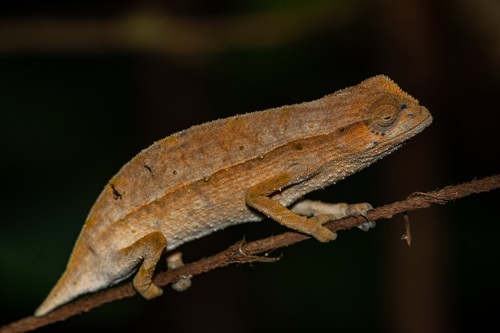 Zomba Beardless Pygmy Chameleon