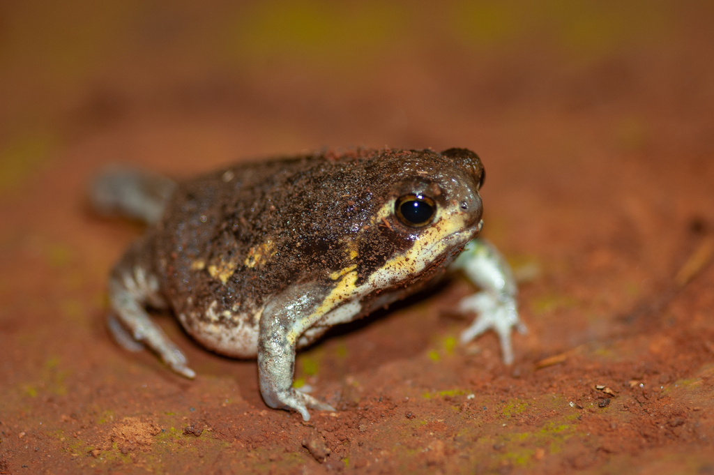 Power's Rain Frog