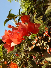 Bougainvillea