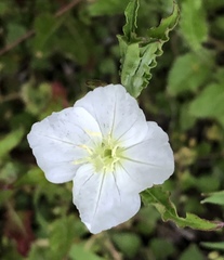 Oenothera tetraptera