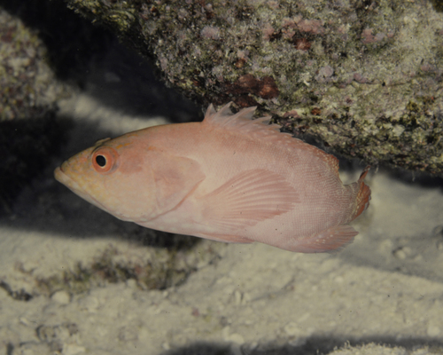 Cephalopholis spiloparaea