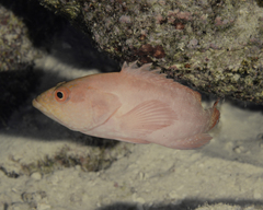 Cephalopholis spiloparaea