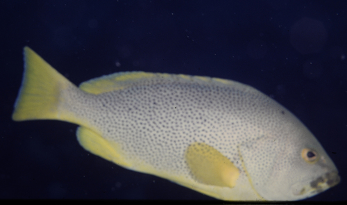 Epinephelus cyanopodus
