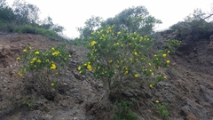 Dendromecon harfordii