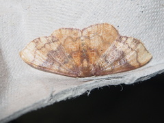 Metallaxis semipurpurascens