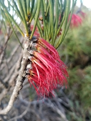 Melaleuca alilateralis