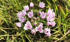 Allium praecox