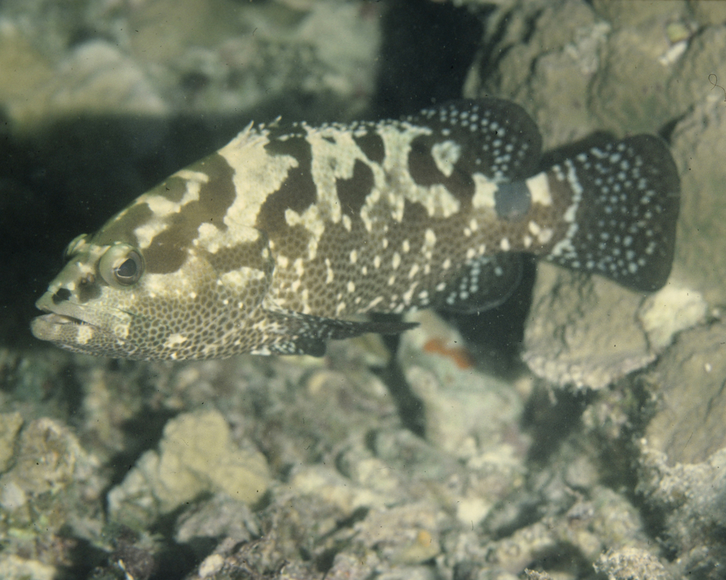 Camouflage grouper