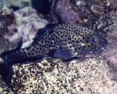 Epinephelus howlandi