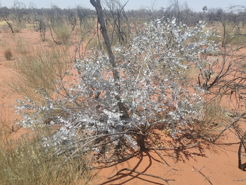 Eucalyptus gongylocarpa