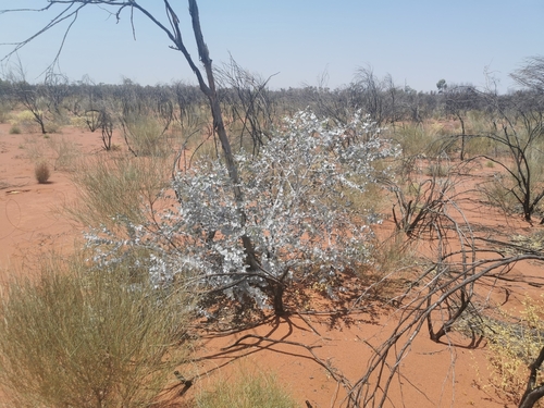 Eucalyptus gongylocarpa, photograph 1