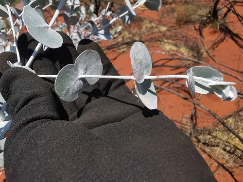 Eucalyptus gongylocarpa, photograph 2