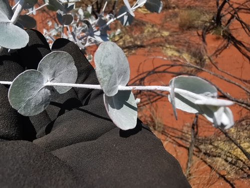 Eucalyptus gongylocarpa, photograph 3