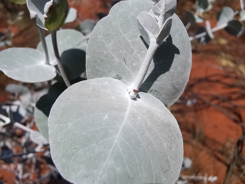 Eucalyptus gongylocarpa, photograph 4