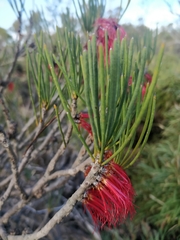 Melaleuca alilateralis