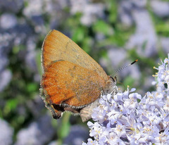 Callophrys augustinus