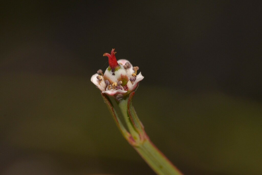 Calycopeplus marginatus