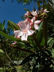 Nerium oleander
