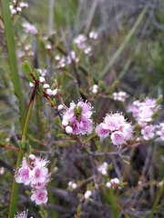 Hypocalymma strictum