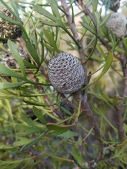 Isopogon trilobus