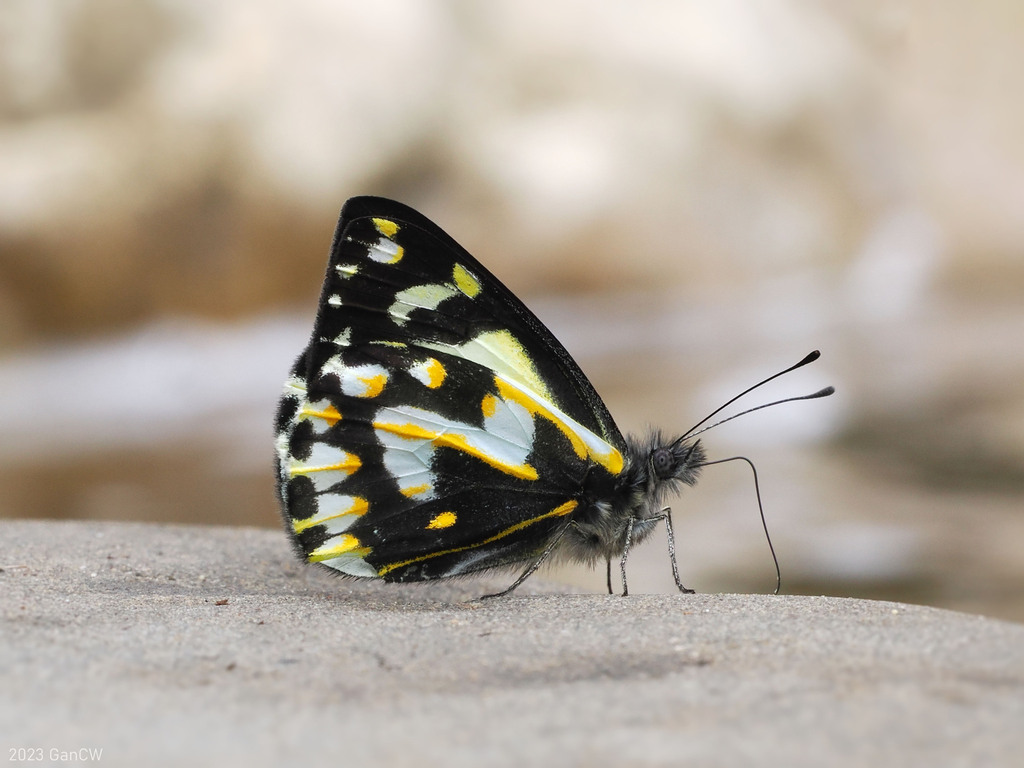 Delias catisa