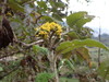Ferreyranthus verbascifolius - Photo (c) danplant, some rights reserved (CC BY-NC), uploaded by danplant