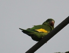 Brotogeris versicolurus