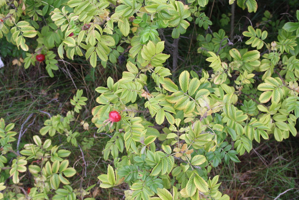 Rosa rugosa, 7190 Billund, Denmark