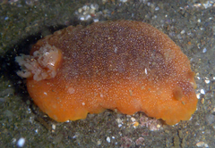 Doriopsilla albopunctata