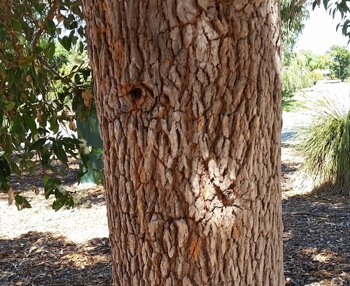 Corymbia calophylla