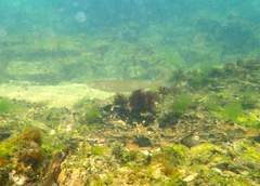 Sillaginodes punctatus