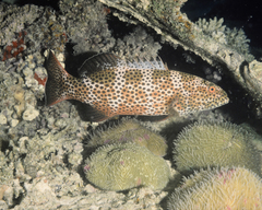 Plectropomus areolatus