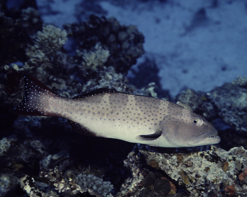 Blacksaddled Coral Grouper