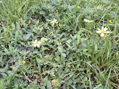 Sphagneticola brachycarpa