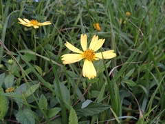 Sphagneticola brachycarpa