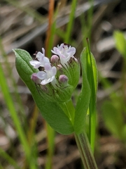Plectritis macrocera