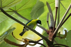 Blue-Whiskered Tanager photo 3