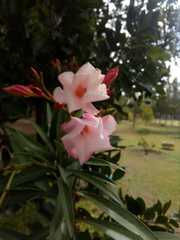 Nerium oleander