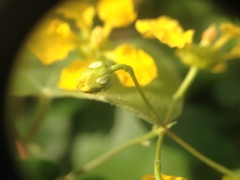 Janusia guaranitica