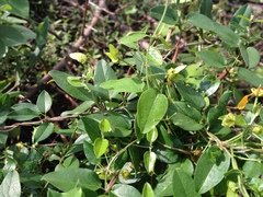Janusia guaranitica