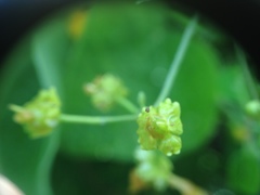 Janusia guaranitica