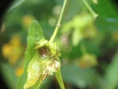 Janusia guaranitica