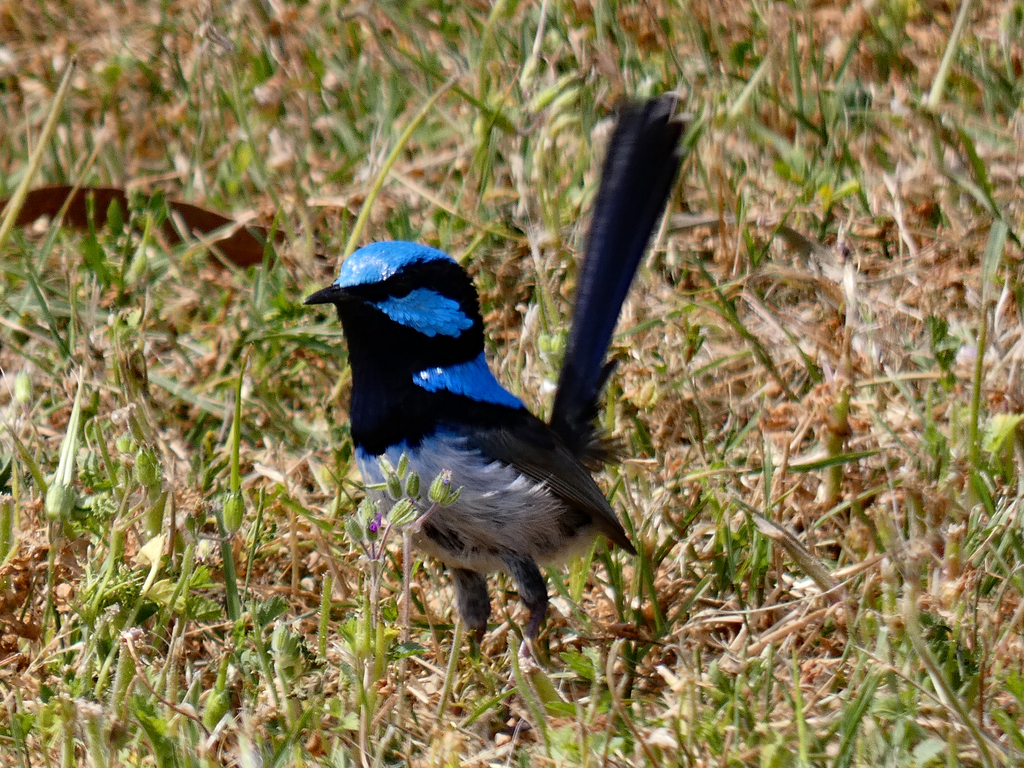 Superb Fairywren from Afton Street Conservation Reserve, Afton Street