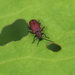 Japanese Lily Leaf Beetle - Photo (c) takuya_iwasawa1, some rights reserved (CC BY-NC)