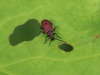 Japanese Lily Leaf Beetle - Photo (c) takuya_iwasawa1, some rights reserved (CC BY-NC)