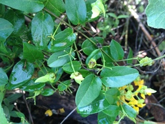 Janusia guaranitica
