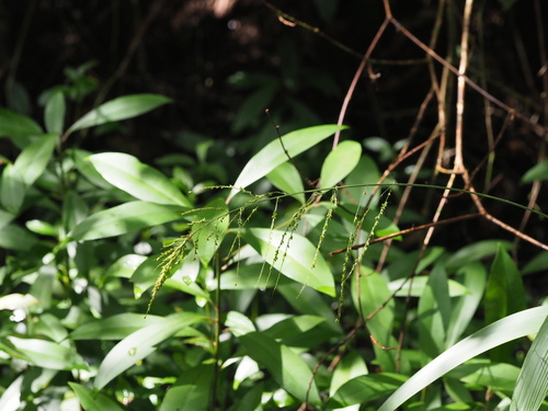 Setaria palmifolia observed 2023-10-29