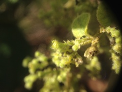 Menispermaceae