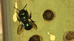 Osmia ribifloris ribifloris